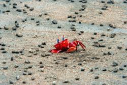 RTW0004  Coastal Red Crab